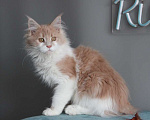 Кошки в Екатеринбурге: Рогнеда - котенок мейн-кун Девочка, 10 000 руб. - фото 7