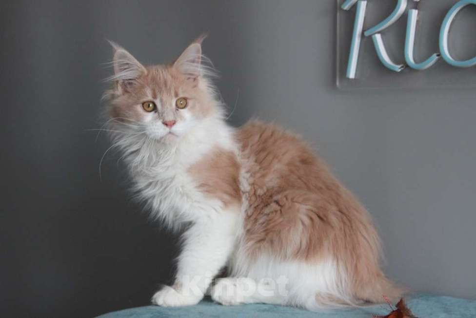 Кошки в Екатеринбурге: Рогнеда - котенок мейн-кун Девочка, 10 000 руб. - фото 7