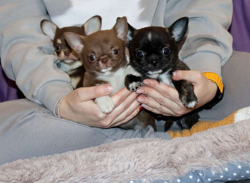 Собаки в Москве: Тигровая чихуахуа Девочка, 55 000 руб. - фото 5