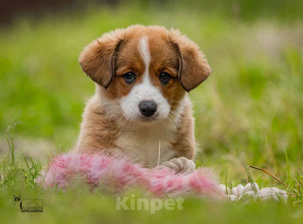 Собаки в Москве: Граф Мальчик, 50 000 руб. - фото 5