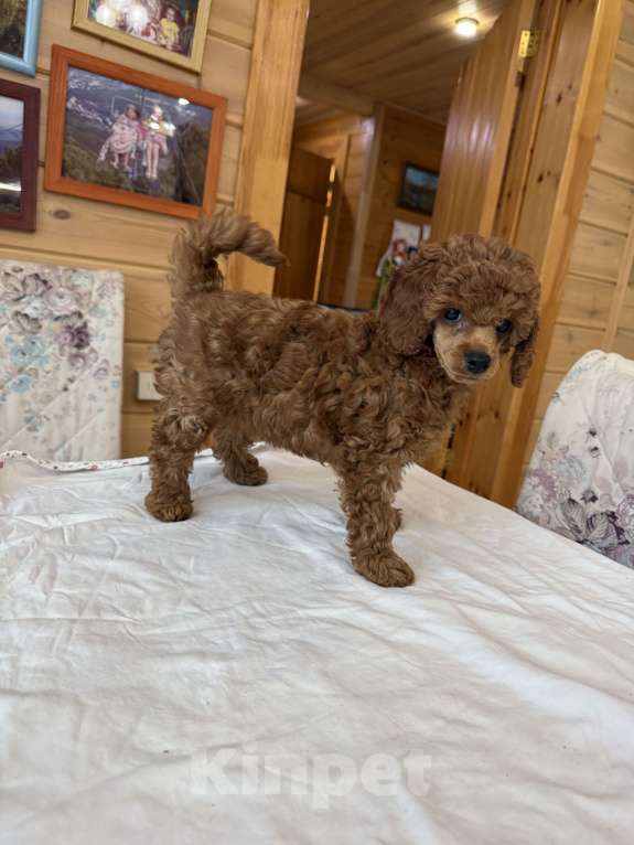 Собаки в Новосибирске: Девочка пудель Девочка, 168 000 руб. - фото 2