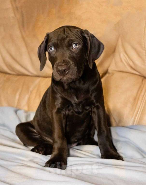 Собаки в Щелково: Щенок породы Прайтер  Девочка, 90 000 руб. - фото 2