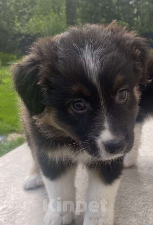 Собаки в Новокузнецке: Аусси  Мальчик, 60 000 руб. - фото 3