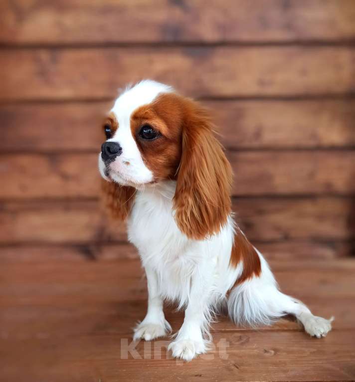 Собаки в других городах Московской области: Подрощенная девочка Девочка, 200 000 руб. - фото 4