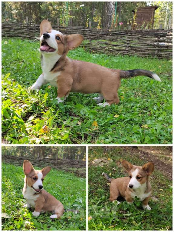 Собаки в Екатеринбурге: Щенки Корги Кардиган  Девочка, Бесплатно - фото 6