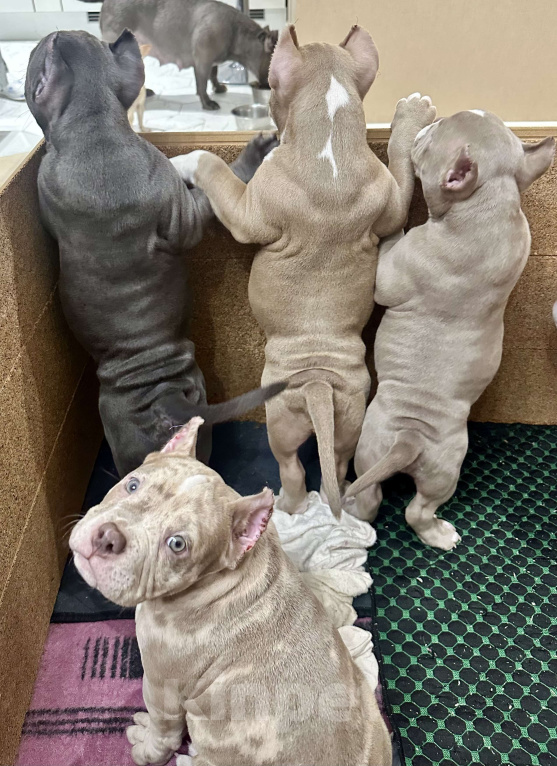 Собаки в Лыткарино: Амбулли 2.5 мес, мальчик Мальчик, 150 000 руб. - фото 7