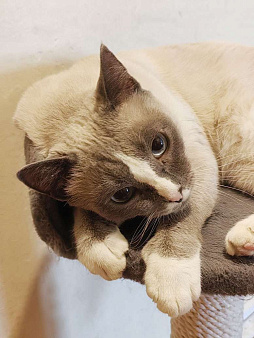 Не просто кот, а верный компаньон ищет дом