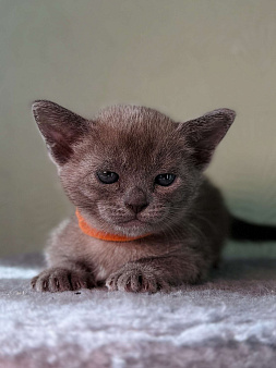 Бурманский котенок