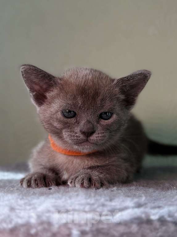 Кошки в Москве: Бурманский котенок Разнополые, 80 000 руб. - фото 1