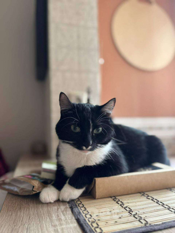 Кошки в Москве: Я кошечка Шошанна. И я классная. Девочка, Бесплатно - фото 5