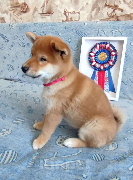 Собаки в Стерлитамаке: Щенок сиба-ину Девочка, 40 000 руб. - фото 4