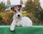 Собаки в Усмани: Фокстерьера щенок Девочка, 35 000 руб. - фото 1