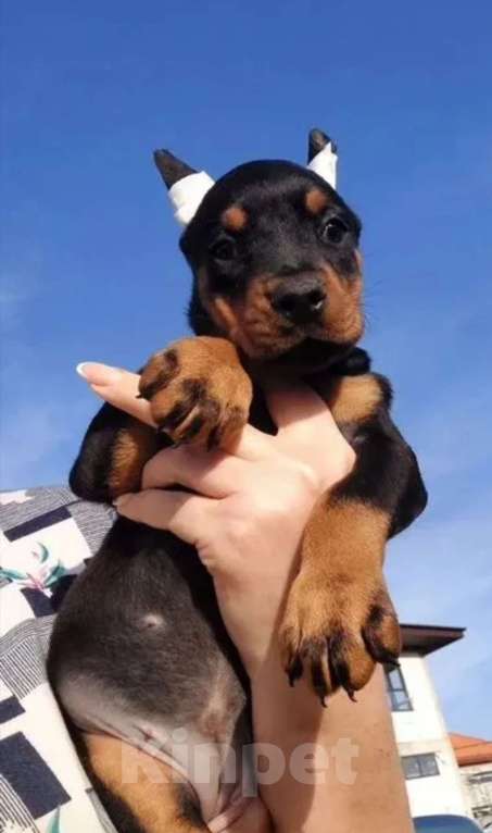 Собаки в Санкт-Петербурге: Доберман Мальчик, 65 000 руб. - фото 2