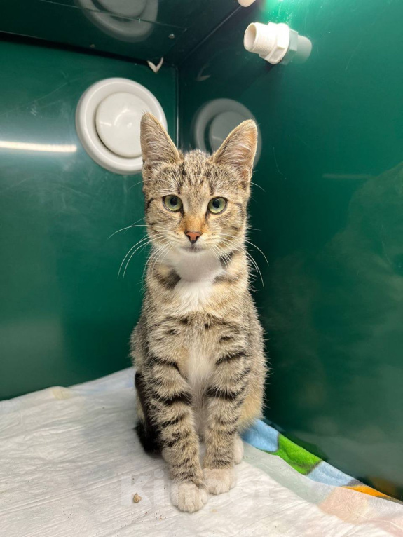 Кошки в Химках: Котенок в добрые руки Девочка, Бесплатно - фото 2