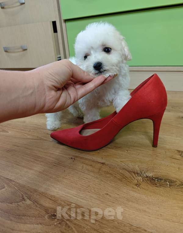 Собаки в Москве: Бишон фризе девочка Девочка, 70 000 руб. - фото 3