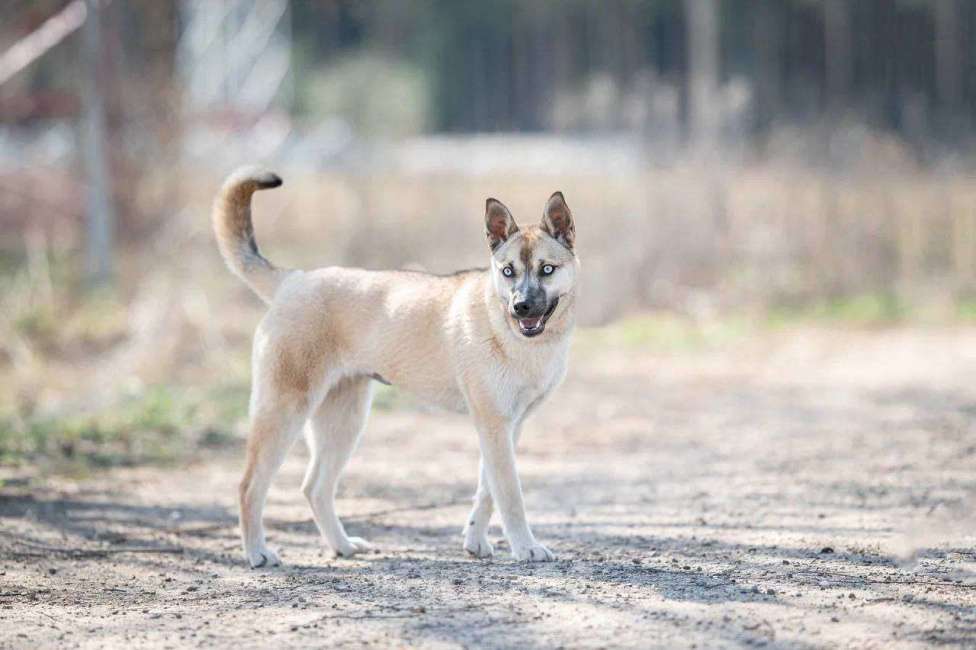 Собаки в Москве: Голубоглазая красавица собака Шелли Девочка, Бесплатно - фото 2