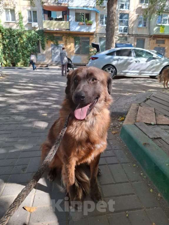 Собаки в Котельнике: Герда -собака редкого шоколадного окраса с идеальным характером! Девочка, Бесплатно - фото 1
