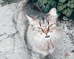 Кошки в других городах Омской области: Кошка в добрые руки отдам Девочка, Бесплатно - фото 7