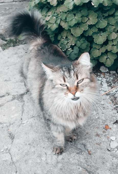 Кошки в других городах Омской области: Кошка в добрые руки отдам Девочка, Бесплатно - фото 7