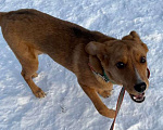 Собаки в Москве: Парень, который верит в чудо Мальчик, Бесплатно - фото 2