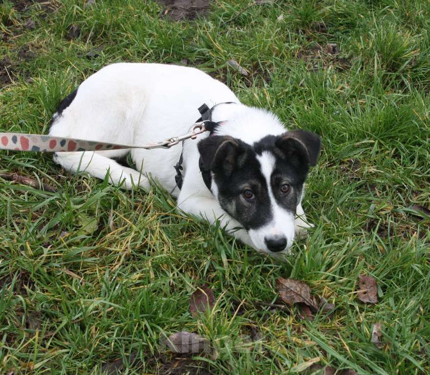 Собаки в Москве: Ласковая, добрая щеночек Панда в поисках своей родной семьи  Девочка, Бесплатно - фото 4