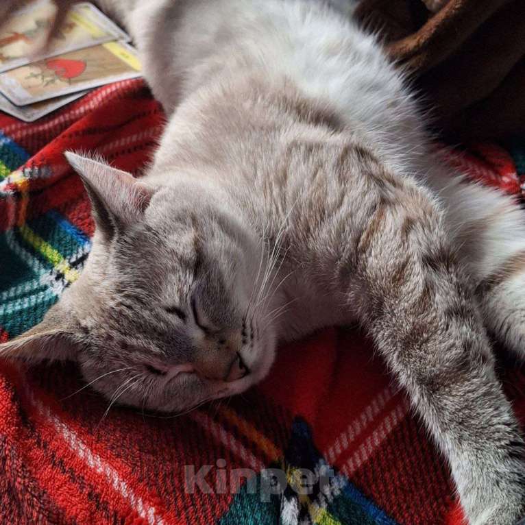 Кошки в Липецке: Голубоглазый красавец - Кефир) Мальчик, Бесплатно - фото 9