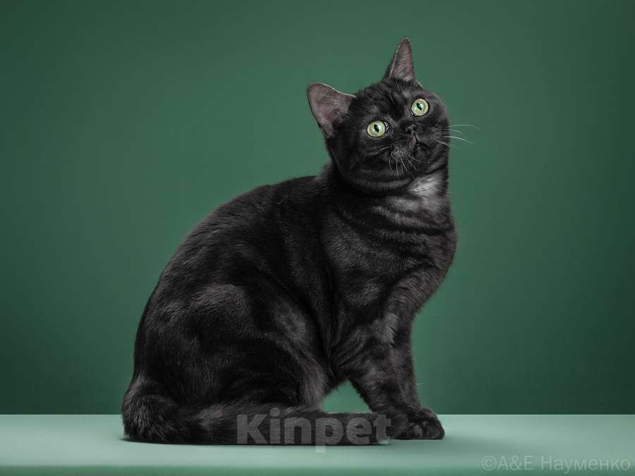 Кошки в Ликино-Дулево: Американская короткошерстная Мальчик, Бесплатно - фото 4