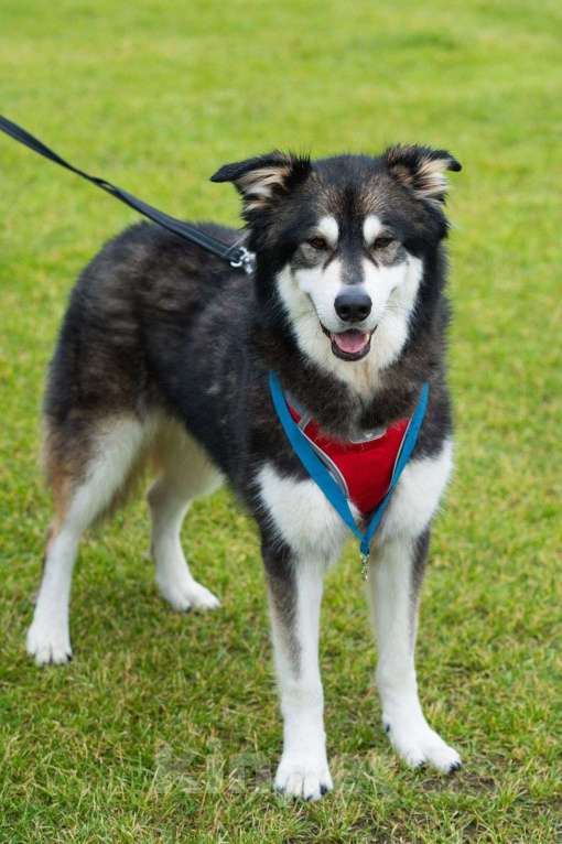 Собаки в Москве: Крутой пес ищет семью Мальчик, Бесплатно - фото 7