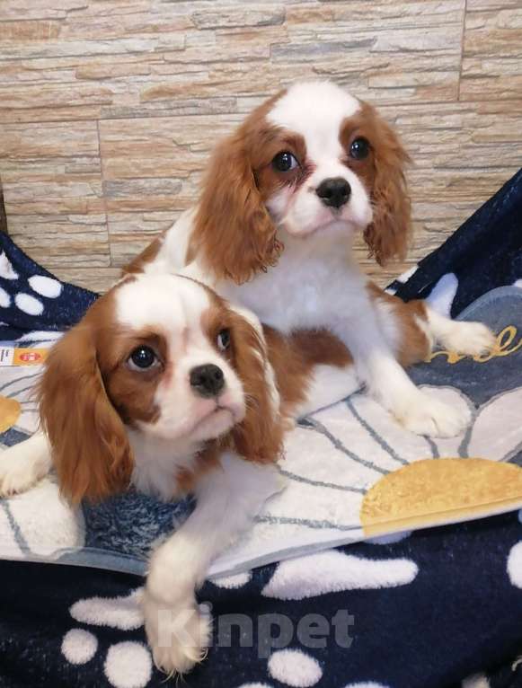 Собаки в Москве: Щенки Кавалер Кинг Чарльз спаниель . Мальчик, 85 000 руб. - фото 4