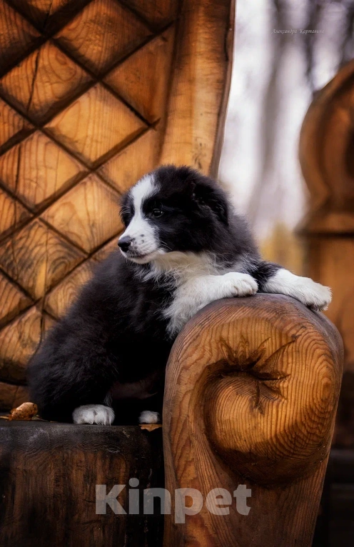 Собаки в Ярославле: Черный принц Мальчик, 80 000 руб. - фото 5