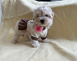 Собаки в Москве: Девочка дюймовочка Мальчик, 100 000 руб. - фото 2