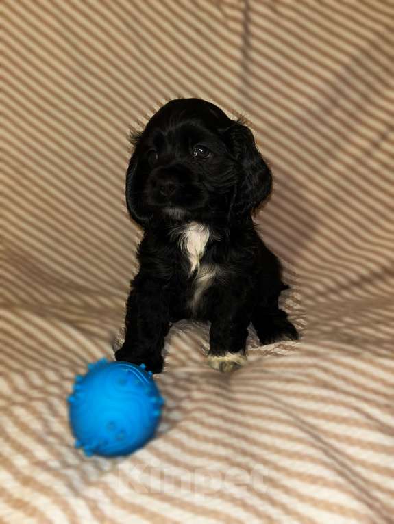 Собаки в Новосибирске: Американский Кокер спаниель щенок  Девочка, 25 000 руб. - фото 2