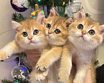 Кошки в Москве: Золотой британский котенок  Мальчик, 49 000 руб. - фото 4