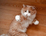 Кошки в Москве: Ласковое солнышко Персик, умнейший домашний котик в добрые руки Мальчик, Бесплатно - фото 5
