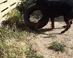 Собаки в Омске: Ротвейлер вязка, Бесплатно - фото 4