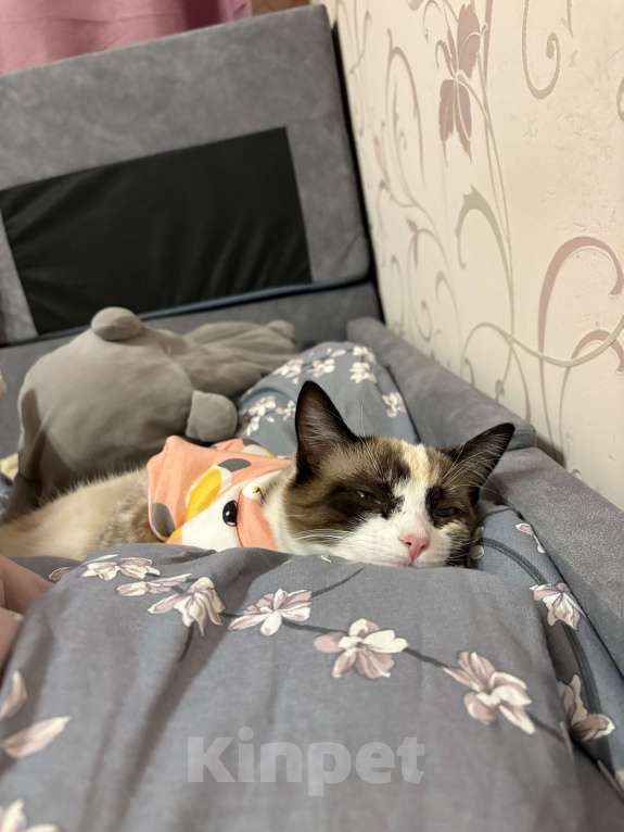 Кошки в Рязани: Кошка в добрые руки, даром  Девочка, Бесплатно - фото 4