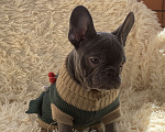 Собаки в Новошахтинске: Щенки французского бульдога Девочка, 80 000 руб. - фото 1