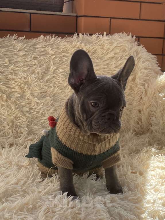 Собаки в Новошахтинске: Щенки французского бульдога Девочка, 80 000 руб. - фото 1