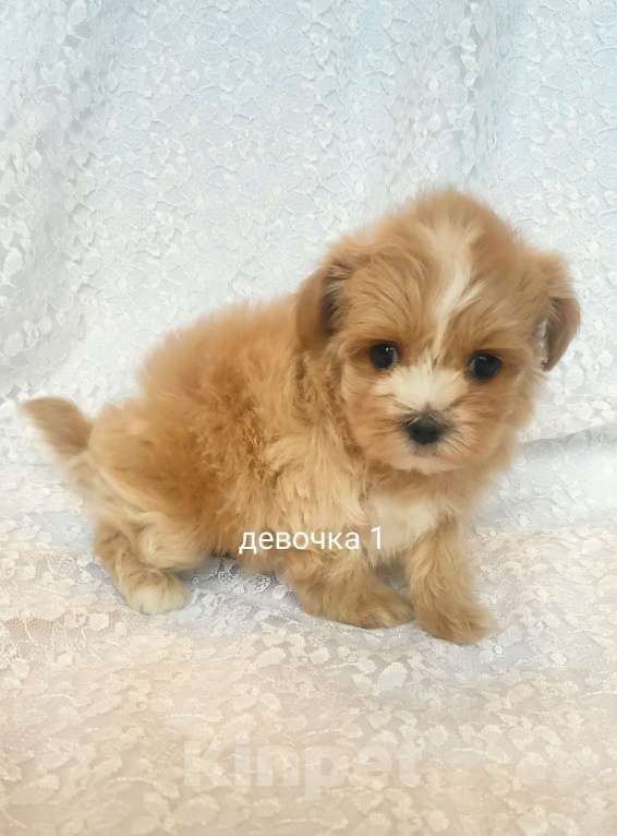 Собаки в Москве: мальтипу девочка F1 Девочка, 100 000 руб. - фото 3