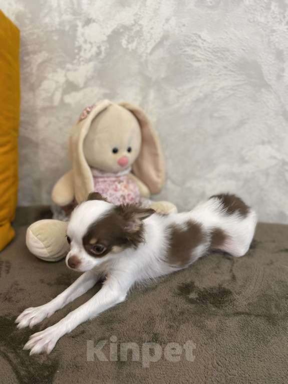 Собаки в Краснодаре: Чишка девочка Девочка, 25 000 руб. - фото 3