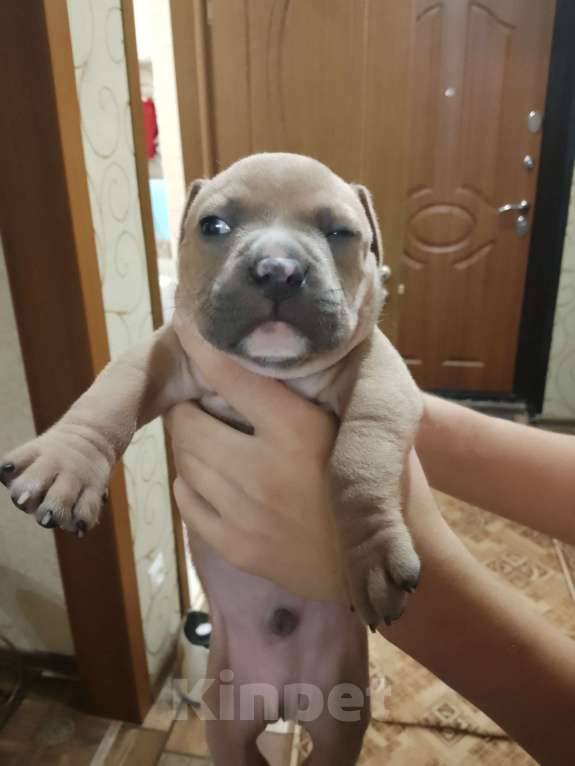 Собаки в Ульяновске:  Бронь на щенков питьбуля, 4помет прививки по возрасту, родители проживают с детьми адекватные. Мальчик, 20 000 руб. - фото 7