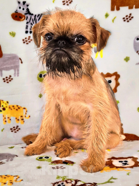 Собаки в Хабаровске: Щенок брюссельского гриффона Мальчик, 60 000 руб. - фото 1