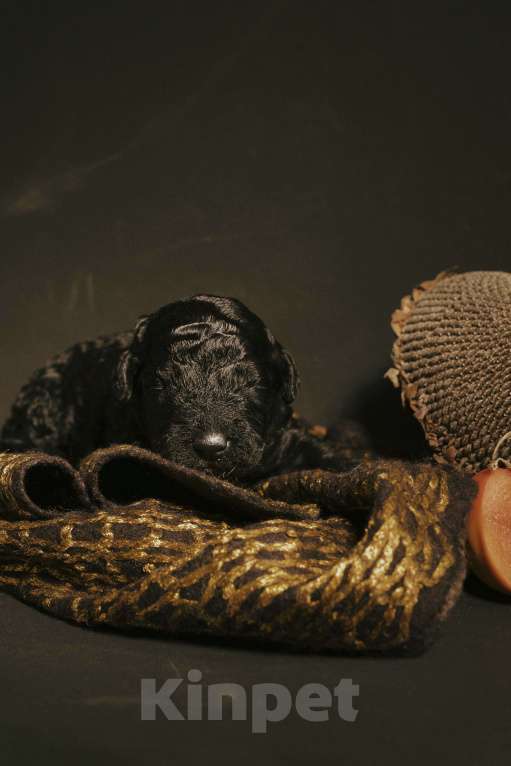 Собаки в Москве: EPIKA THOPH Испанская Водяная собака Девочка, 190 000 руб. - фото 10