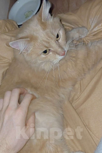 Кошки в Москве: Кошечка Муся 🐱 В добрые руки Девочка, Бесплатно - фото 1