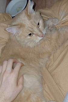 Кошечка Муся 🐱 В добрые руки