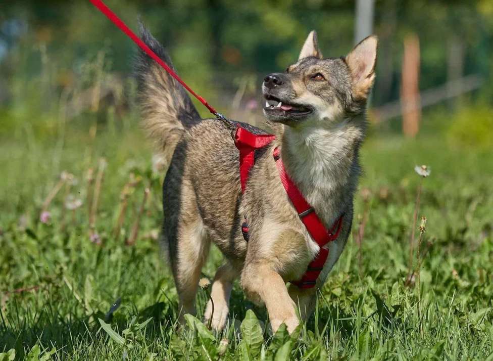 Собаки в Москве: Леди — собака, с которой легко и спокойно. Девочка, Бесплатно - фото 2