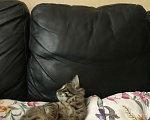 Кошки в Ростове-на-Дону: Котята. Мальчик и девочка. Девочка, Бесплатно - фото 5