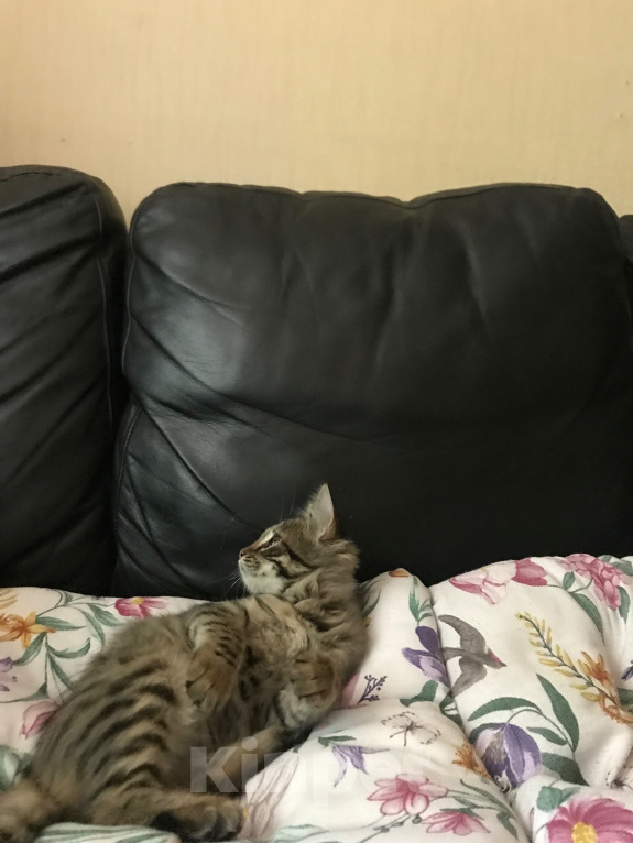 Кошки в Ростове-на-Дону: Котята. Мальчик и девочка. Девочка, Бесплатно - фото 5