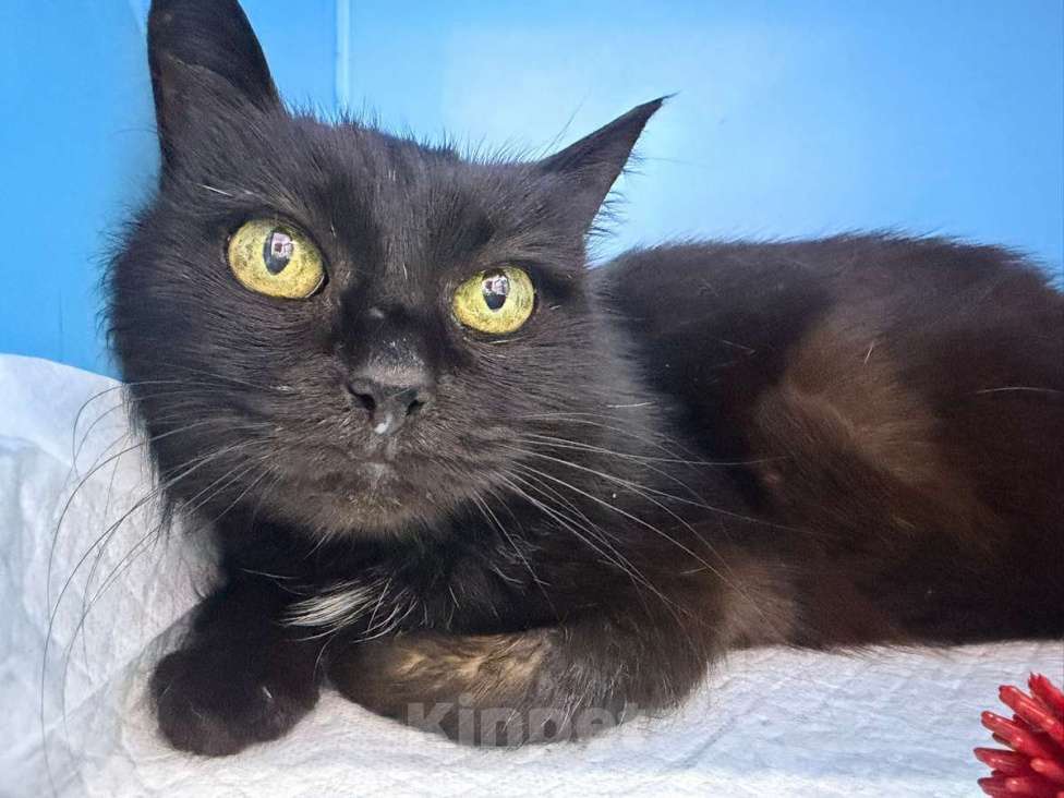 Кошки в Москве: Трогательная кошечка Картоха в добрые руки! Девочка, Бесплатно - фото 2