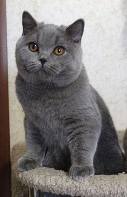 Кошки в Рыбинске: Британский котик Мальчик, 30 000 руб. - фото 1